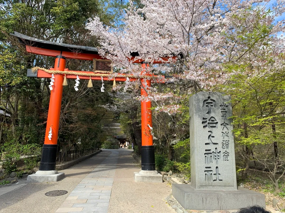 桜と鳥居（宇治上神社、京都）